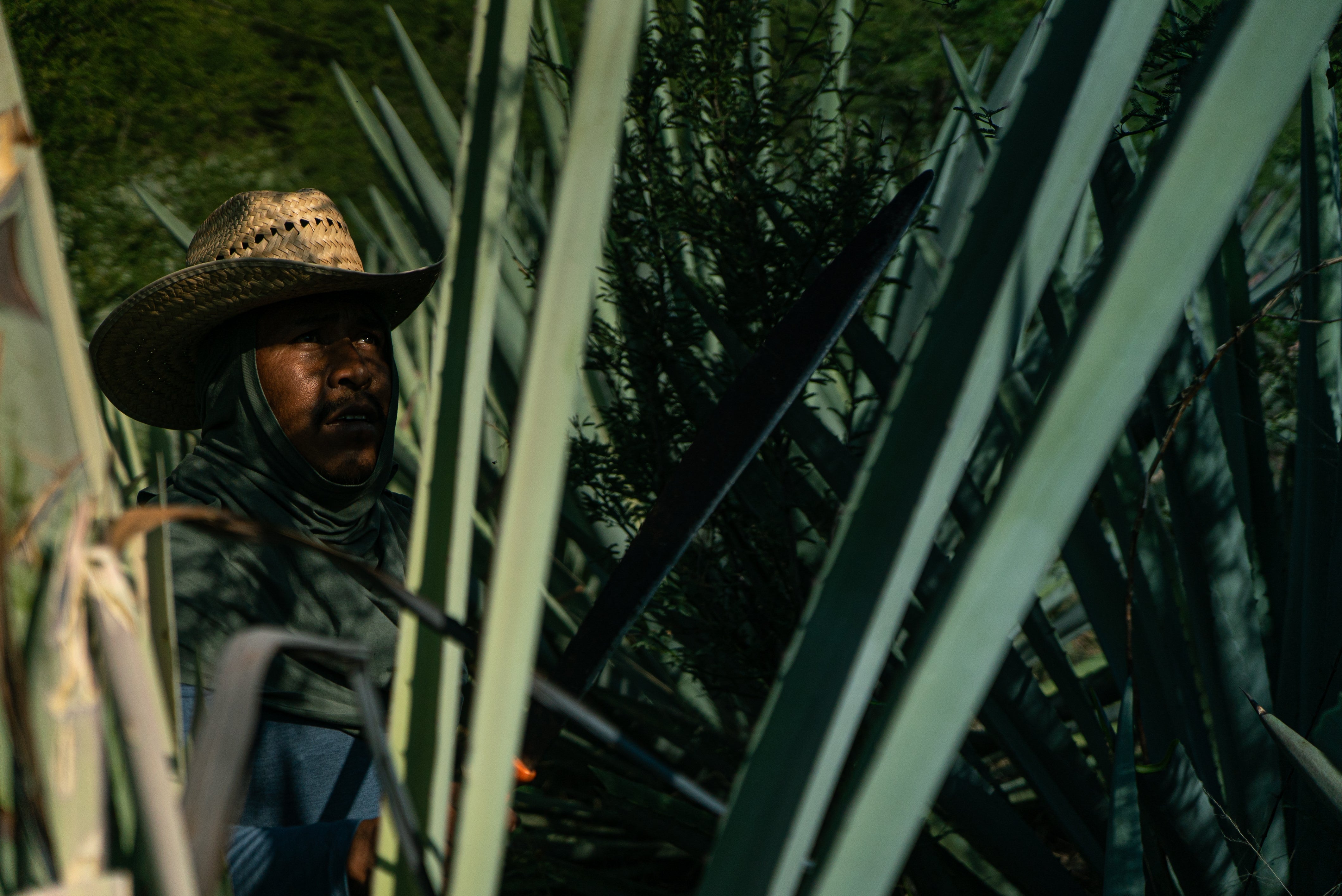 What Is Mezcal, Really? A First Sip Into Mexico’s Boldest Spirit