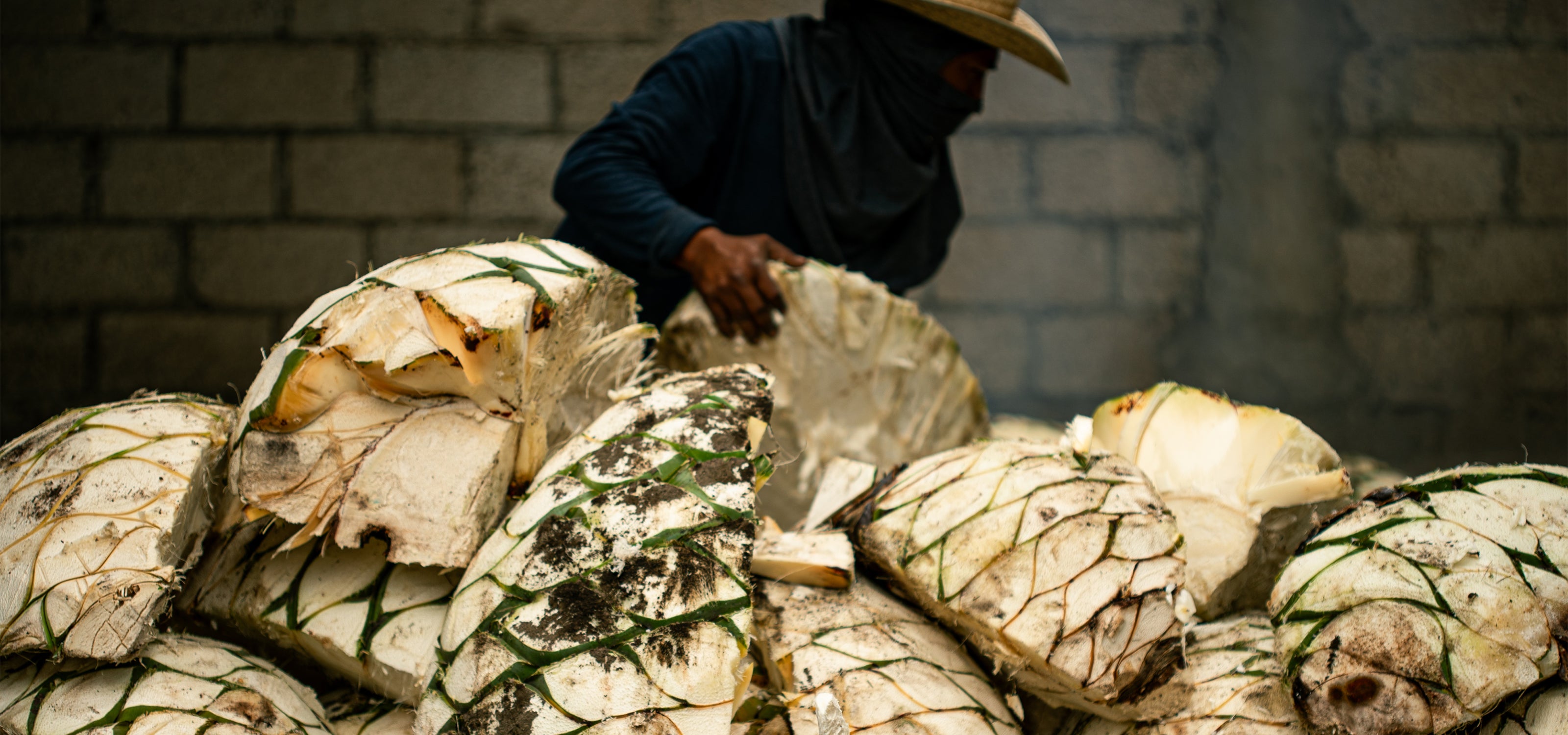 Our Process – Chicotona Mezcal